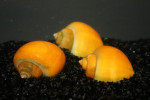 Appelslak