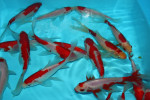 Sarasa Comet